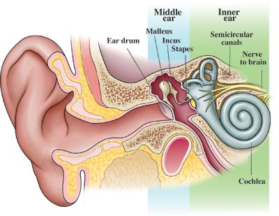 ear